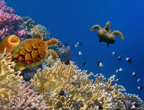 Amazing turtles diving Bonaire