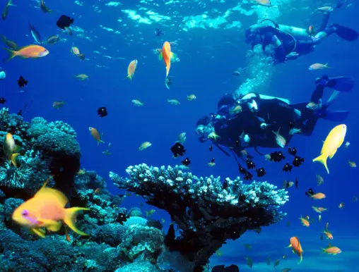 Bonaire diving with fishes
