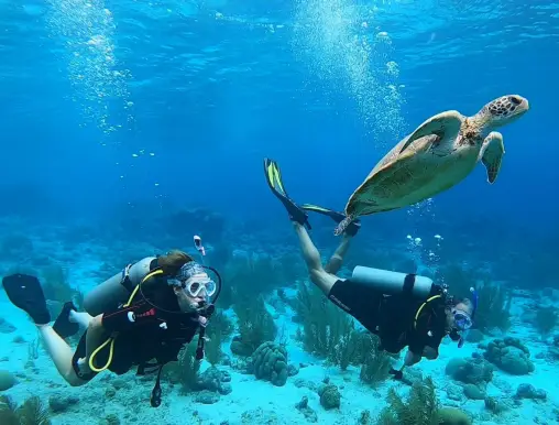 Divers with turtle Kralendijk Bonaire