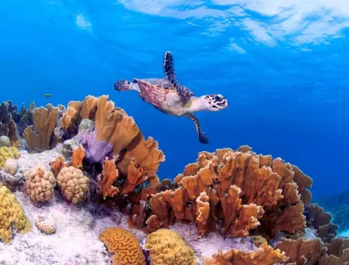 Diving with turtle Bonaire