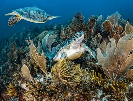 Turtles diving Kralendijk Bonaire
