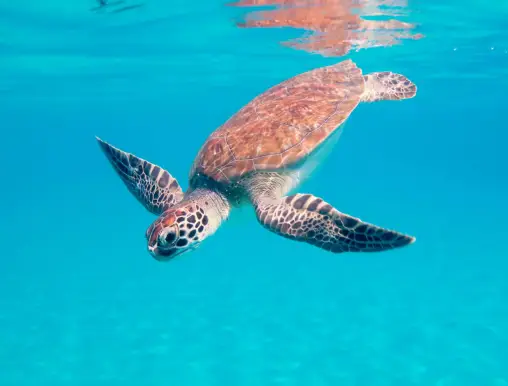 Diving Turtle Bonaire