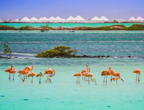 Flamingos beach Kralendijk Bonaire