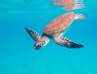 Diving Turtle Bonaire