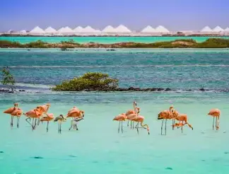 Flamingos beach Kralendijk Bonaire